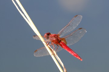 La Libellule écarlate (Crocothemis erythraea)
