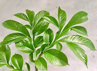 pattern of green leaf Konjac on concrete background