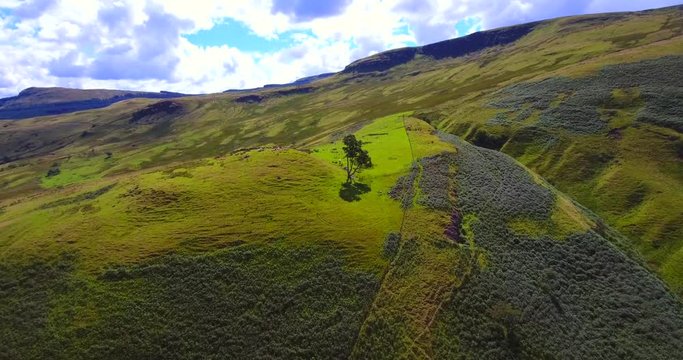 Fly-over 4K aerial footage of cattle and sheep grazing on top of a Scottish hill with stone wall sheep pen