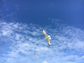 Möwe fliegt am Himmel 