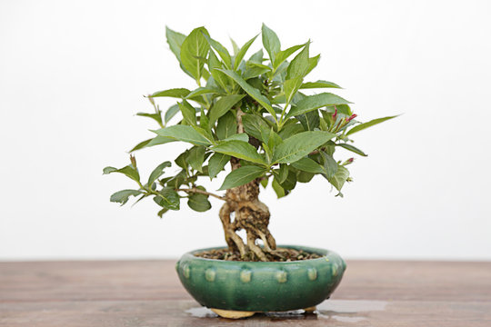 Weigelia bristol rubi bonsai on a wooden table and white background