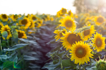 Field of Sunflowers under bright skies