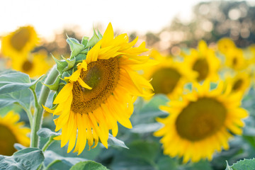 Field of Sunflowers under bright skies