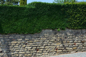 Green hedge or Green Leaves Wall. A stone fence with greenery. Decorative stone wall with greenery natural color.