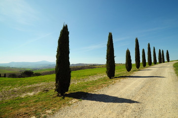 Beautiful Tuscany Landscape with Cypress in Spring Season near Pienza (Siena). Italy