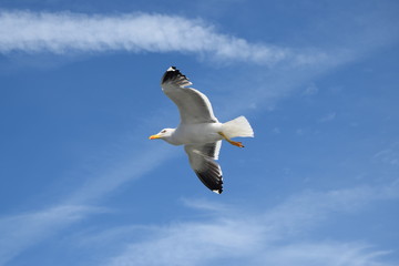 Silbermöwe