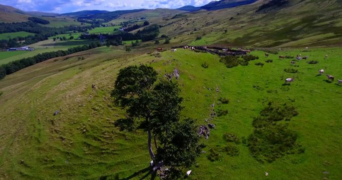Static 4K aerial footage of cattle and sheep grazing on top of a Scottish hill with mountains in the distance