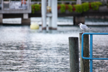 朝のレマン湖と鳥