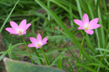 Pink zephyranthes lily flower