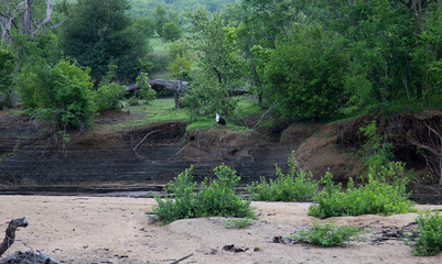 Dry river basin and green trees at the Selous Game Reserve, Tanzania (Africa)