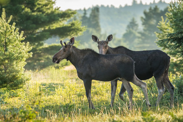 Naklejka na ściany i meble Moose - Alces alces, a yearling bull (front) with it's mother peering cautiously over it's back. The early morning sun burns off the mist in the meadow.