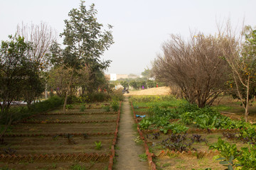 Small farming area at a resort on the outskirts of Gurgaon, Haryana (India)