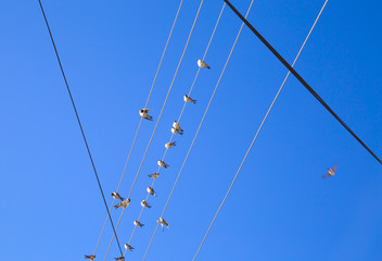 Swallows on a wire