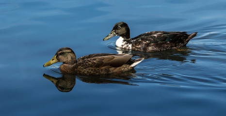 Fototapeta premium Stockenten auf dem Wasser