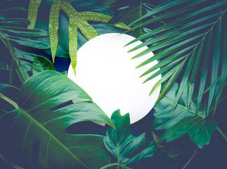 Real leaves with white copy space background.Tropical Botanical nature concept design.