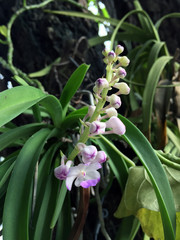 Focus, mini orchids on the big tree. Orchids are the largest family of blooming flowers with over 25,000 species and over 100,000 varieties.