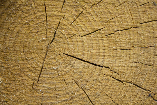 Sawn off logs exposing cross-section of hardwood grain / Abstract background / Rejected logs with cracks