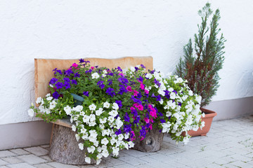 Fototapeta na wymiar Unusual flowerbed with flowers
