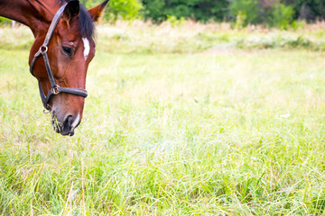 Naklejka na ściany i meble Soft focus. Portrait of a Bay horse in a meadow
