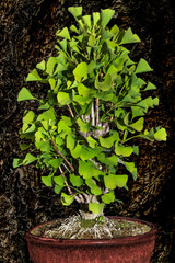 Ginkgo Biloba