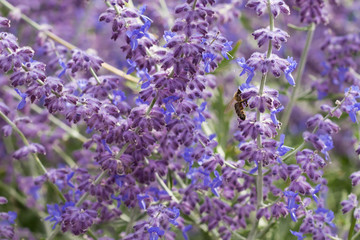 Lavender bushes closeup on sunset. Blooming lavender.Sunset gleam over purple flowers of lavender