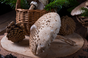 parasol mushroom (Macrolepiota procera or Lepiota procera)