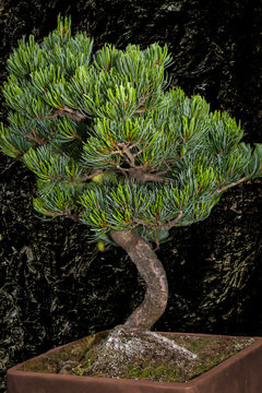 Bonsai, Japanische Mädchenkiefer, Pinus parviflora