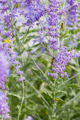 Obraz premium Lavender bushes closeup on sunset. Blooming lavender.Sunset gleam over purple flowers of lavender
