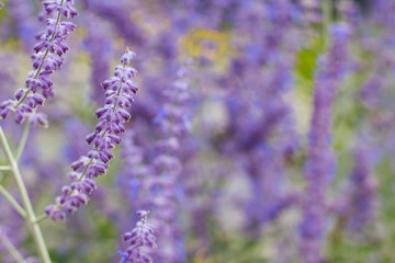 Lavender bushes closeup on sunset. Blooming lavender.Sunset gleam over purple flowers of lavender