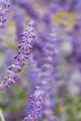 Obraz premium Lavender bushes closeup on sunset. Blooming lavender.Sunset gleam over purple flowers of lavender