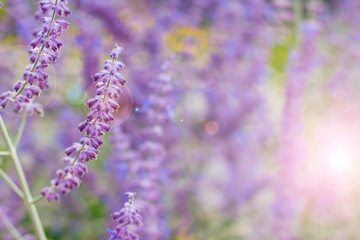 Lavender bushes closeup on sunset. Blooming lavender.Sunset gleam over purple flowers of lavender