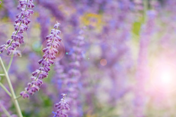 Obraz premium Lavender bushes closeup on sunset. Blooming lavender.Sunset gleam over purple flowers of lavender