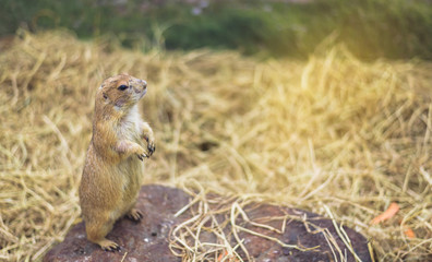 Prairie dog stood looking and wary on the stone and had dry straw as the background.