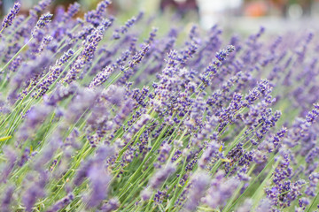 Fototapeta premium Lavender bushes closeup on sunset. Blooming lavender.Sunset gleam over purple flowers of lavender