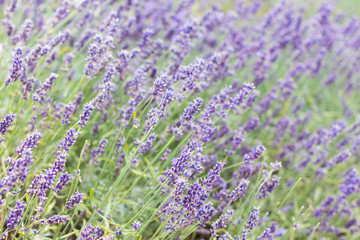 Fototapeta premium Lavender bushes closeup on sunset. Blooming lavender.Sunset gleam over purple flowers of lavender
