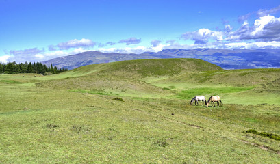Fototapeta na wymiar Horses in a field eating grass and relaxing, on a sunny day. Cochasqui, Pichincha province, Ecuador