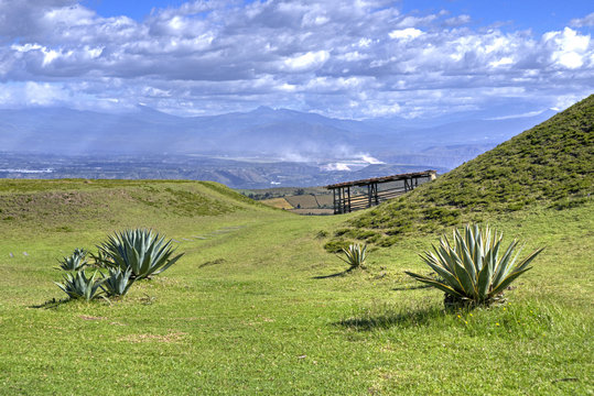 Several cactus plants on a field in the middle of the Andes mountains. Cochasqui, Pichincha Province, Ecuador.