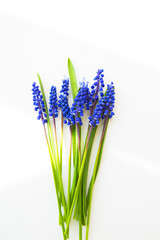 Beautiful composition - blue muscari lie on a white table.