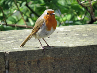 Robin
