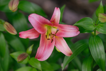 Fototapeta na wymiar Pink hemerocallis flower