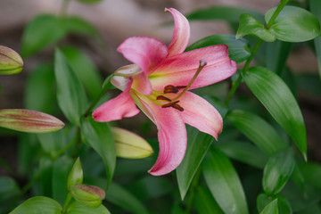 Pink hemerocallis flower