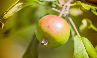 growing raw apple