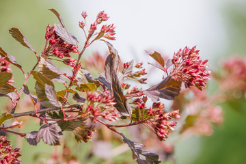 Physocarpus opulifolius