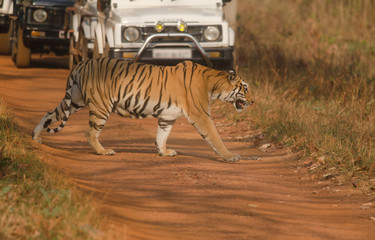 Obraz premium Tiger crossing the road