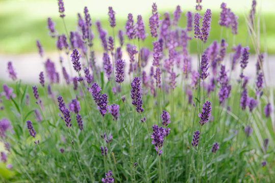 growing lavender © s1llu