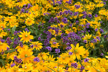 yellow and violet flowers