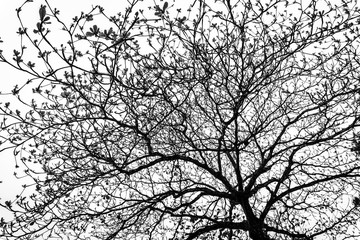 Leafless branches. Black and white