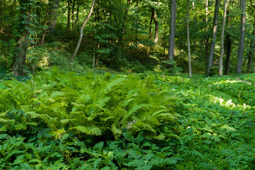Naklejka na ściany i meble Green summer forest with strong vegetation