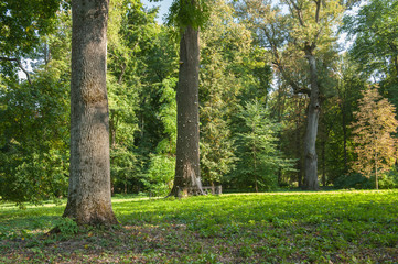 Green forest with strong vegetation, lots of grass, flowers and trees, no people. Shot on a sunny, peaceful day