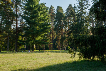 Group of big pine trees on a meadow in Belaya Tserkov, Ukraine. Shot on a bright cloudless sunny summer day.